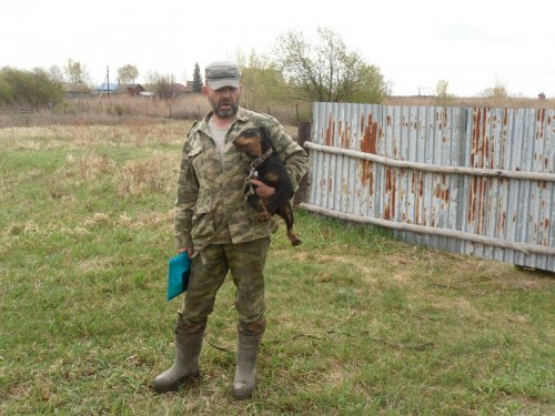В ожидании пуска по барсуку на испытания.
