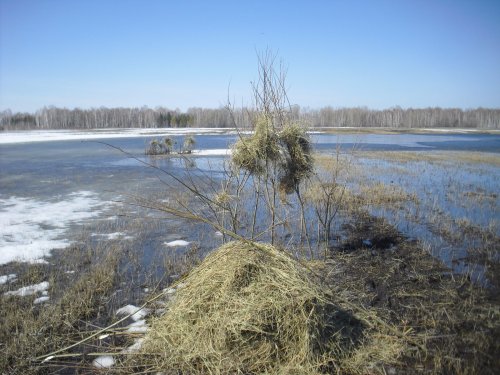 Прошлогодний скрадок в воде.
