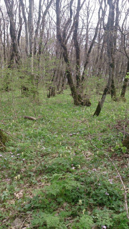 Лес 1