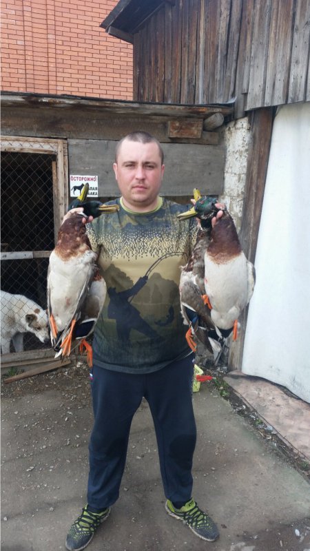 Зелено головые кряквы