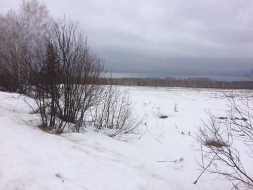 к вопросу снега в полях вокруг новосиба
