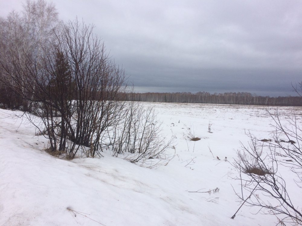 к вопросу снега в полях вокруг новосиба