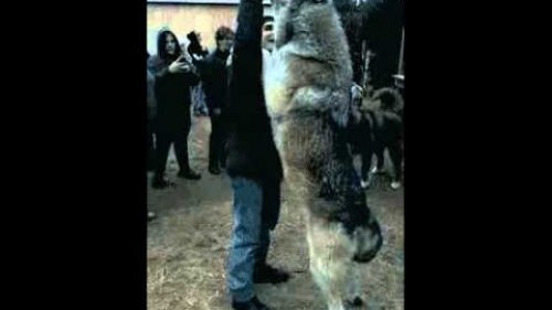 Вот что значит, настоящий волк.