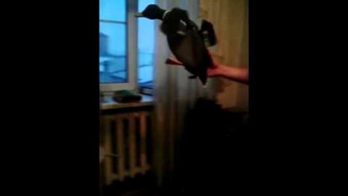 Самодельное чучело махокрыла