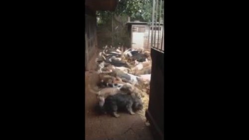 Caring for hunting dogs after working day!