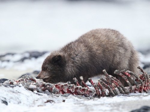 Песец. Командоры.