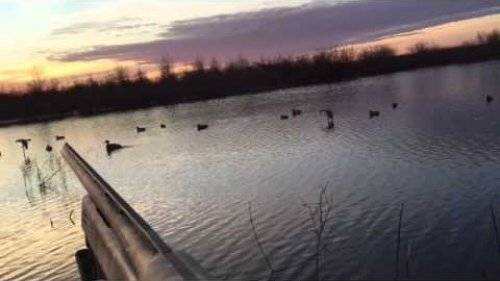 Duck hunt 1/10/2015
