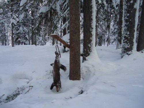 Соболь. Попался)