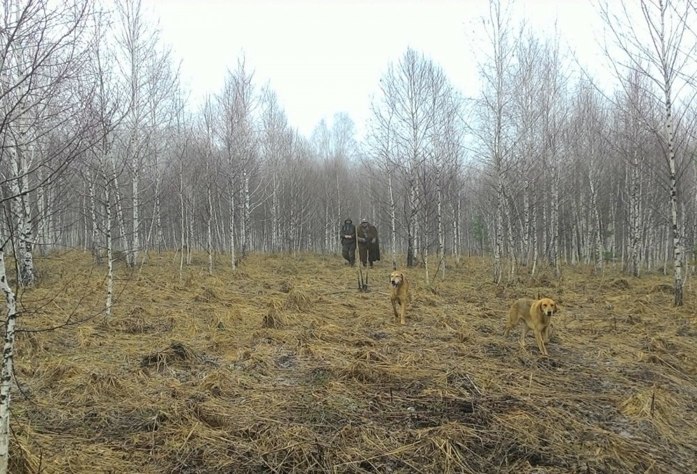 Весенние прогулки...