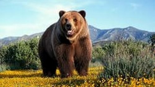 Охота на охотника.Гибель человека-медведя.Документальный фильм.