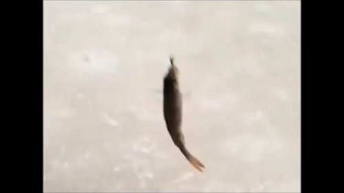 Рыбалка по последнему льду 2016  Fishing
