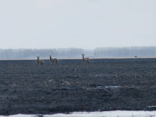 Козы в гости приходили