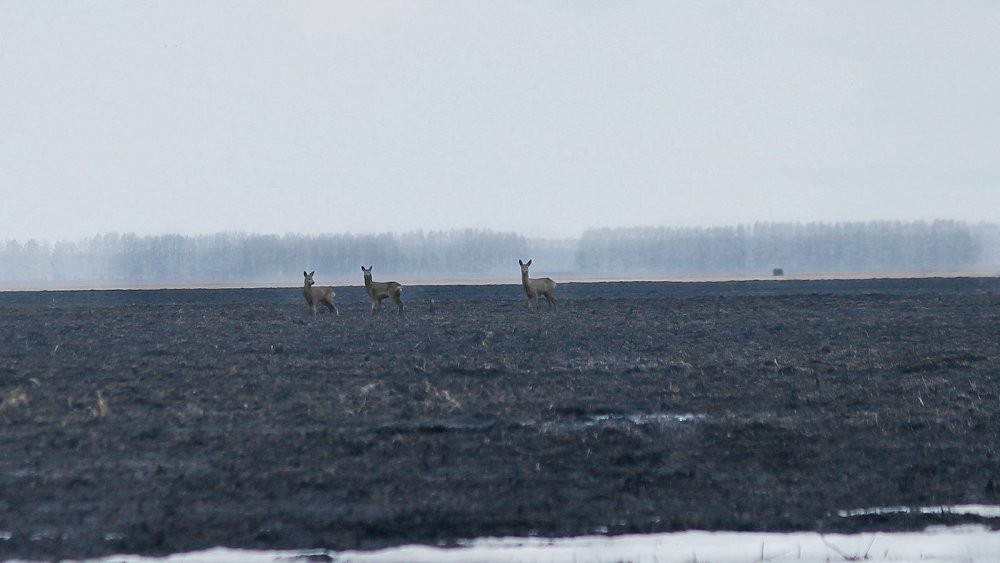 Козы в гости приходили
