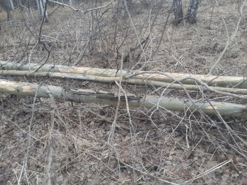 Лось кушал