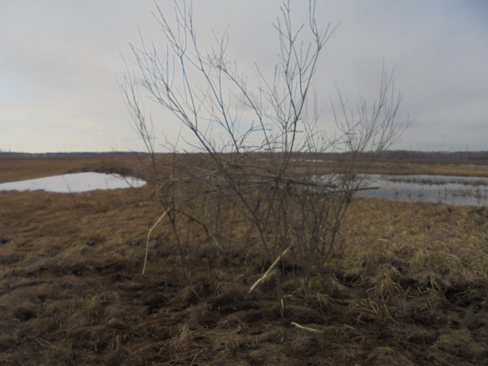 Шалаш