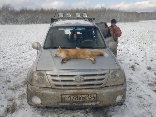 Лисичка 2014г.