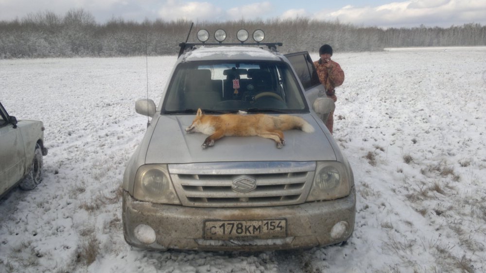 Лисичка 2014г.