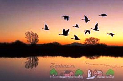 Весенний гусь