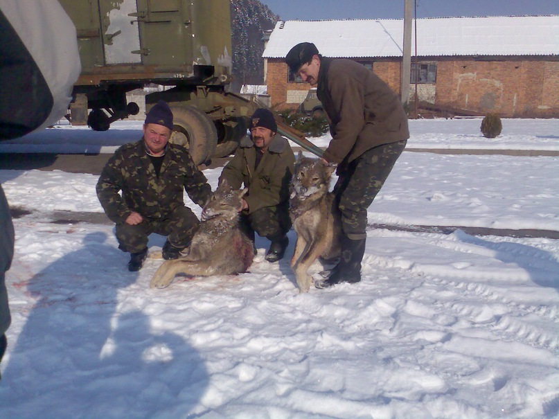 волки
