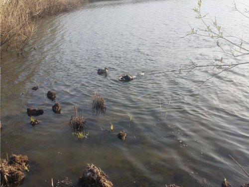 Подача крякового селезня. РОС Рета.