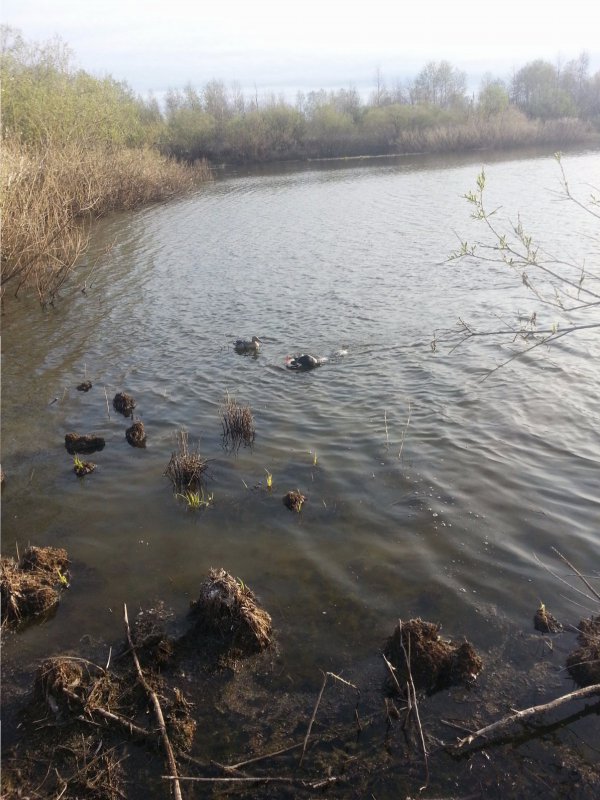 Подача крякового селезня. РОС Рета.