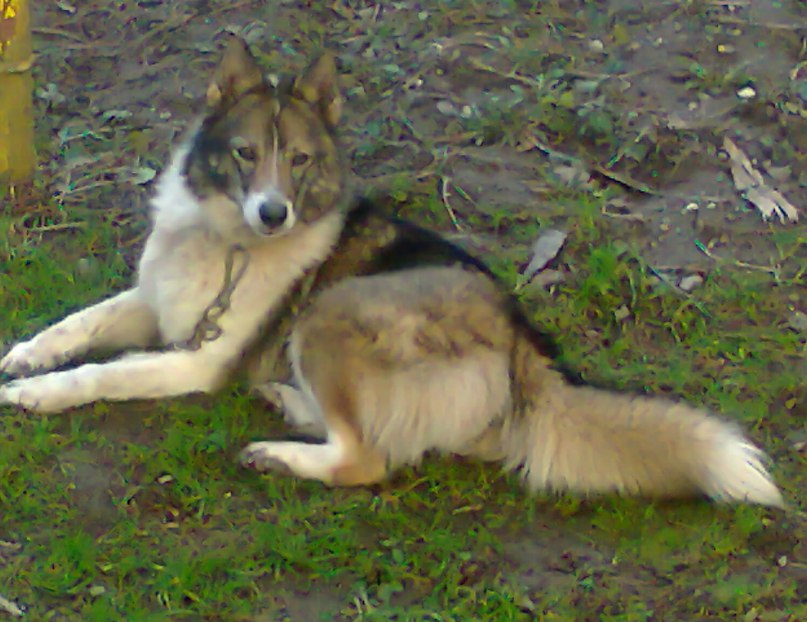 Пуля