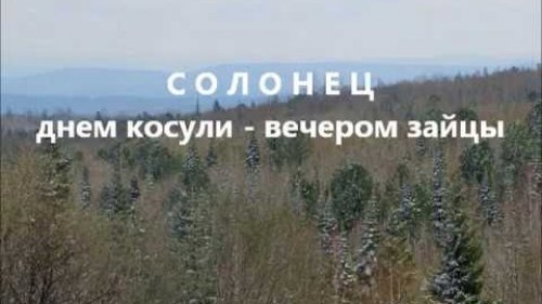 Солонец   днем косули ночью зайцы