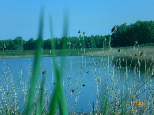 плавают.