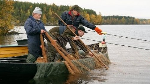 Рыбалка на Енисее.Боженовское Курье. Пока река кормит.