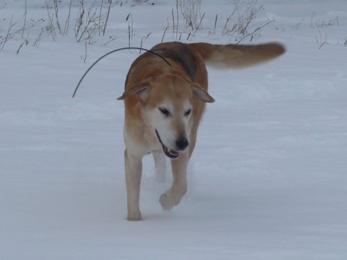 Плакун
