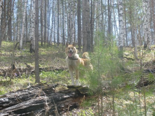 Айка