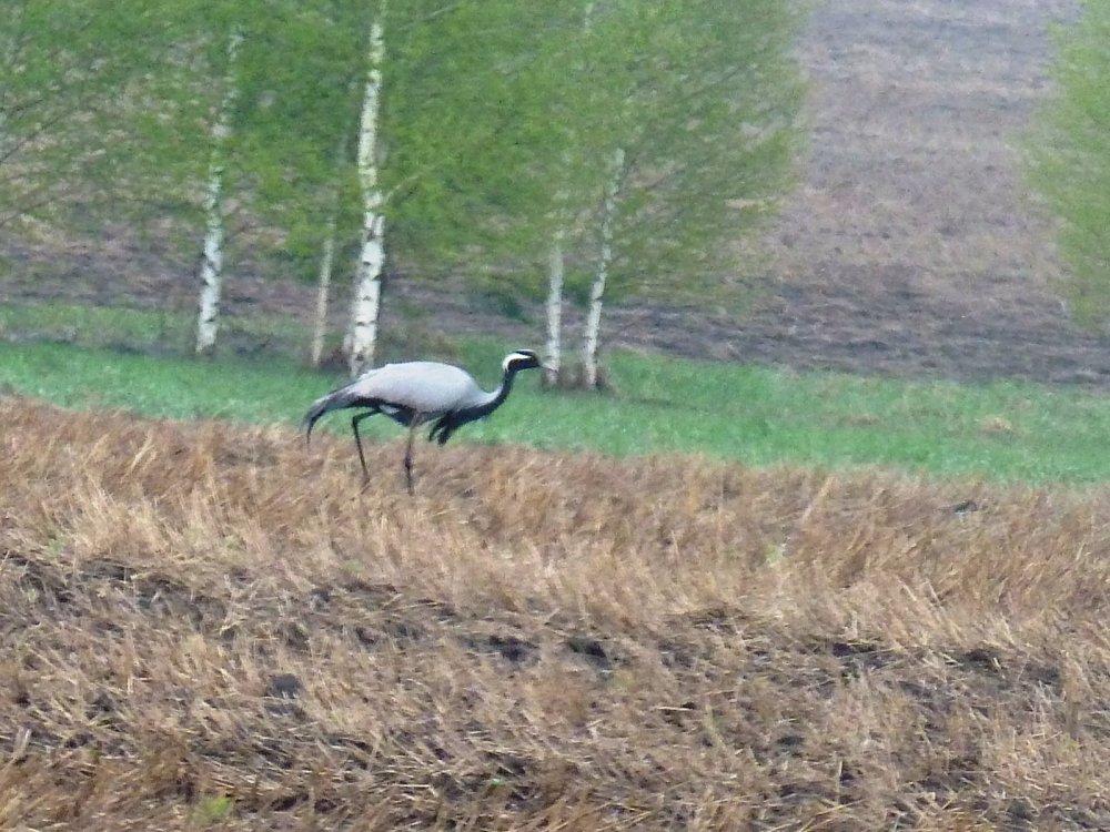 Красавка