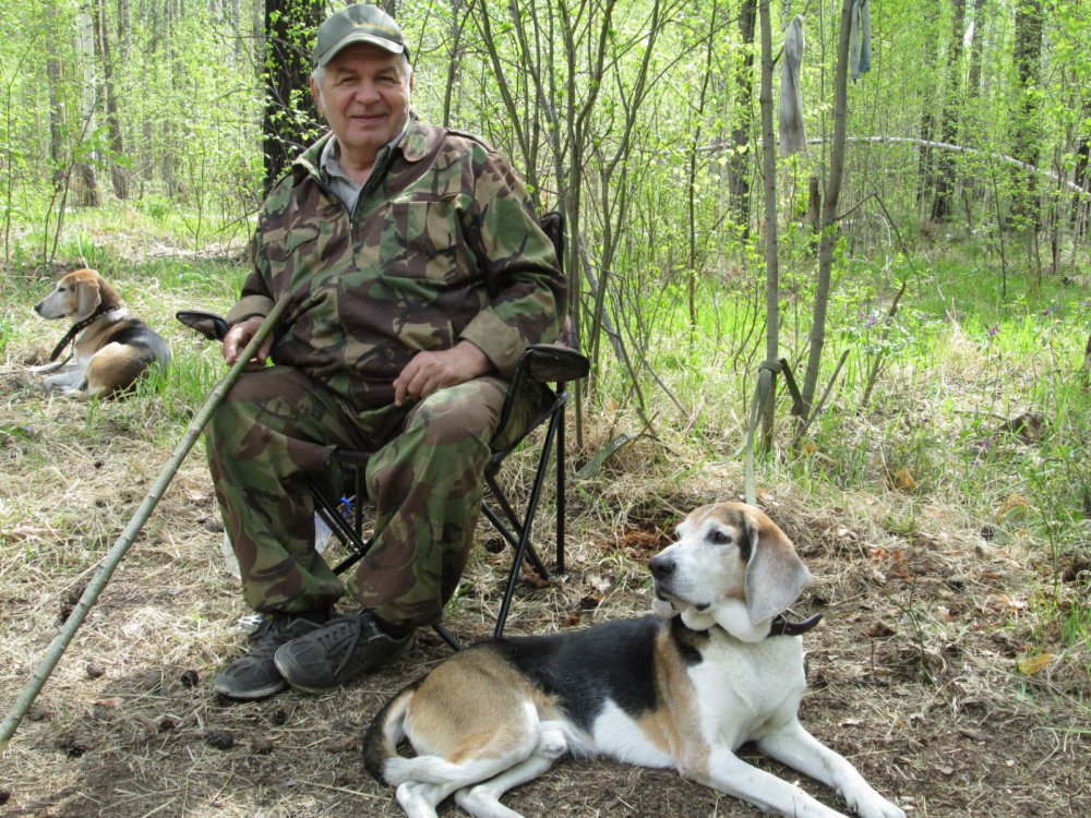 Гончатник