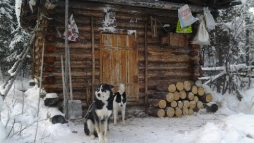Эвенкийские Лайки! Охотничий промысел с ними!
