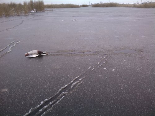 Сбит при посадке