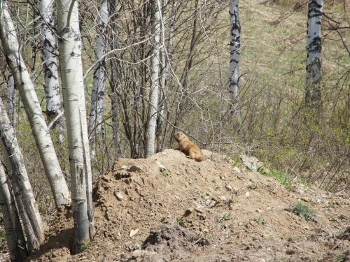 Я на солнышке лежу
