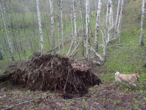 береза