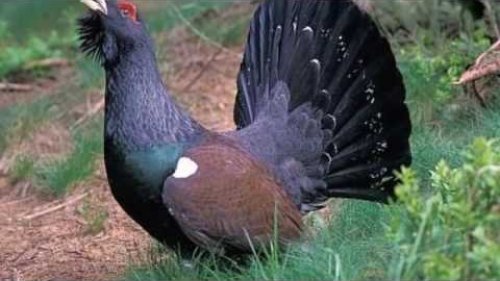 Три дня охоты на глухариных токах! hunting for capercaillie.