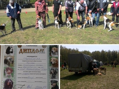 ОО "Новосибирское ООО и Р" проводит 44-ю Новосибирскую областную выставку собак охотничьих пород.