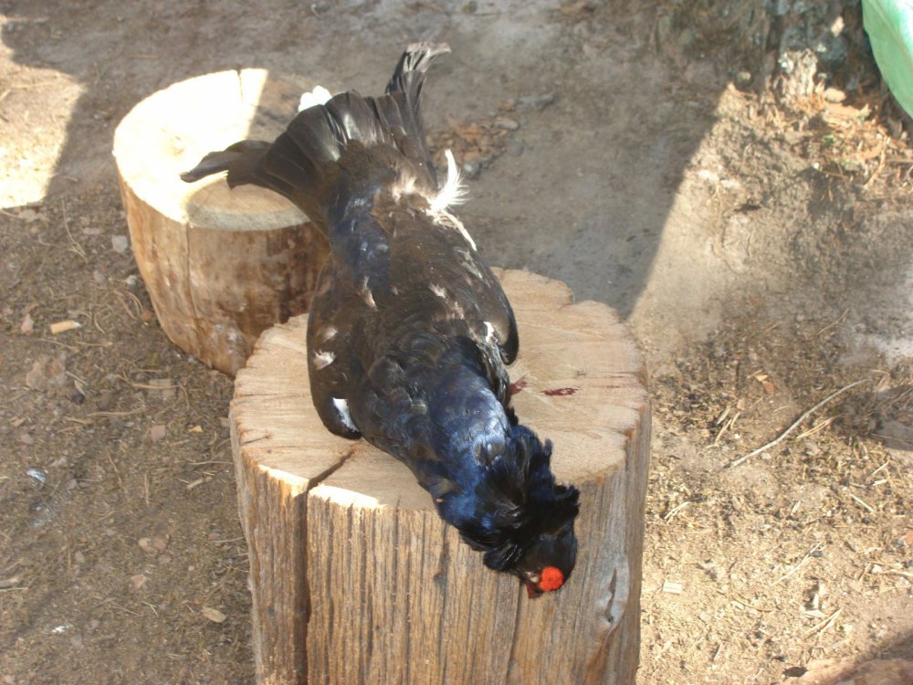 косач