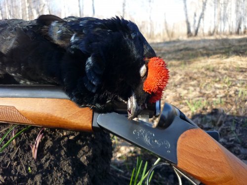 *классика охоты на току*