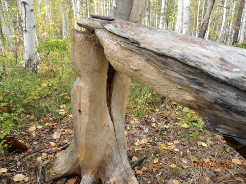Солонец для коз