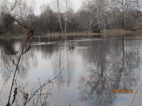 Подсадные