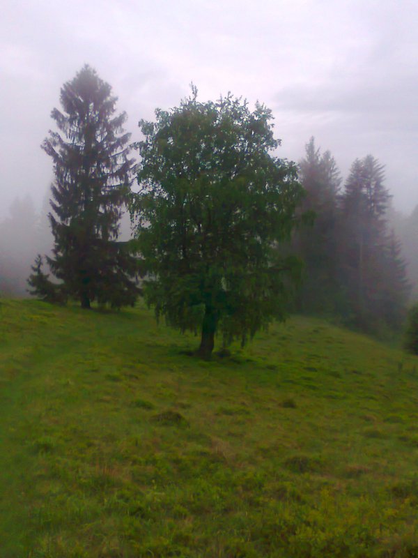Карпаты летом