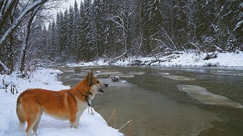 Промысловики!Добыча соболя!