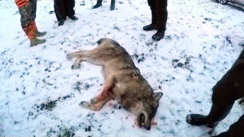 Облава на волков