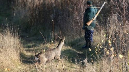 Сибирская косуля. Право на жизнь. Охота на косулю. Из цикла |Таежная романтика|