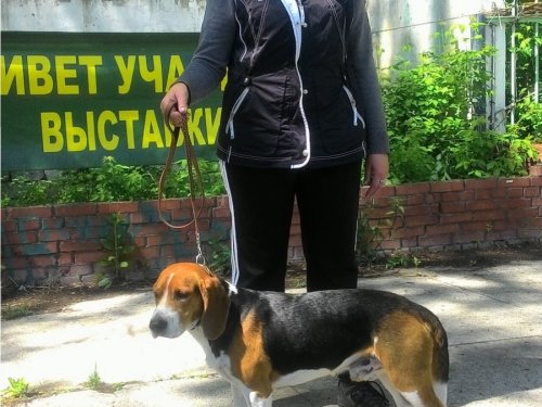 Тогучинская районная выставка