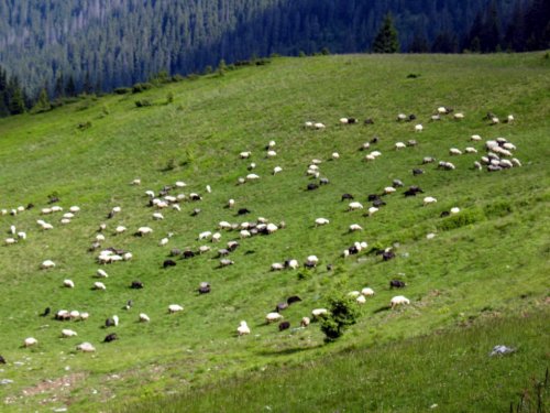 отар в горах