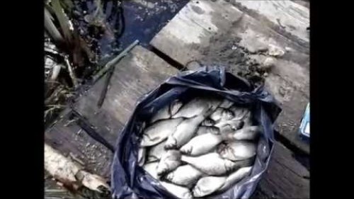 Ловля карася на пруду. fishing